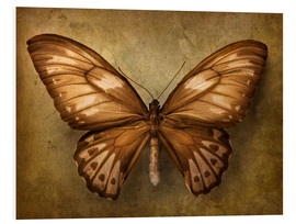 Foam board print  Brown butterfly - Elena Schweitzer
