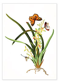 Poster  Butterflies and a dragonfly on a plant