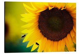 Aluminium print  Two bees in sunflower