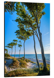 Aluminium print  Baltic Sea Beach with Trees - Sascha Kilmer