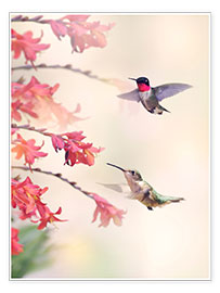 Poster  Hummingbirds and flowers