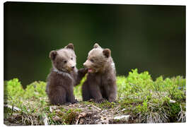 Canvas print  Two young brown bears