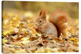 Canvas print  Red Squirrel in an urban park in autumn