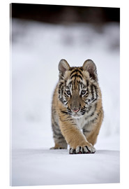 Acrylic print  Siberian Tiger cub, walking on snow - FLPA