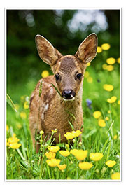 Poster  Roe Deer fawn in flower meadow, Normandy - Gérard Lacz