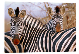 Acrylic print  Zebra friendship, South Africa - wiw