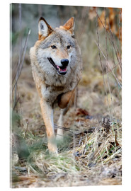 Acrylic print  Hunting Wolf