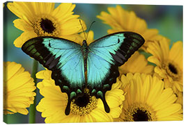 Canvas print  Sea Green Swallowtail Butterfly - Darrell Gulin