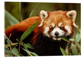 Acrylic print  Red panda in Wolong - Jim Zuckerman