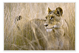 Poster Lioness in the high grass