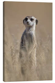 Canvas print  Curious meerkat - James Hager