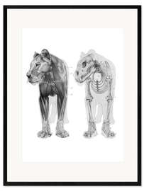 Framed art print  Anatomy of the Lioness II - Wunderkammer Collection