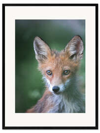 Framed art print  Little fox - articstudios