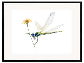 Framed art print  Dragonfly - Nadine Conrad